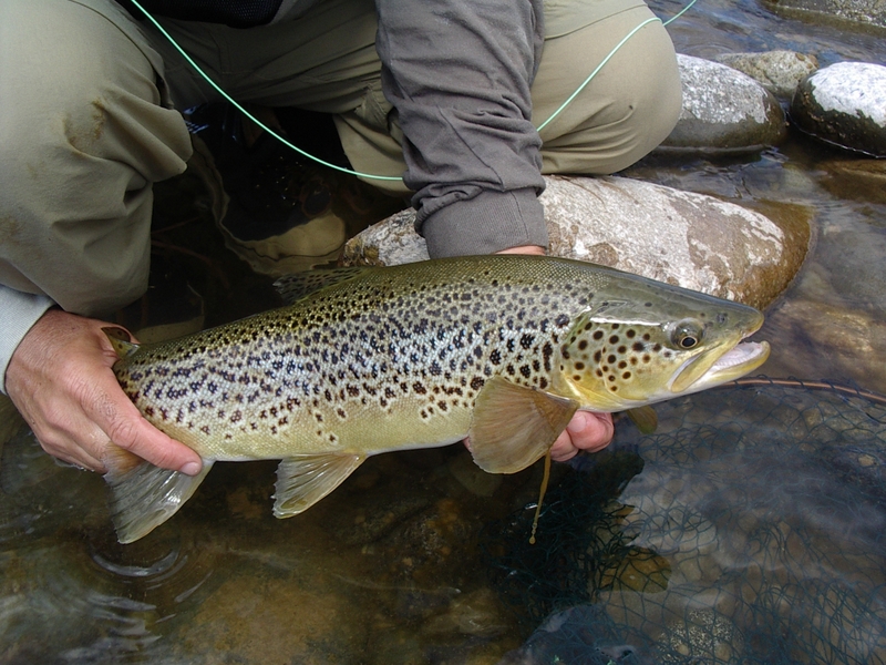 Trout with great markings